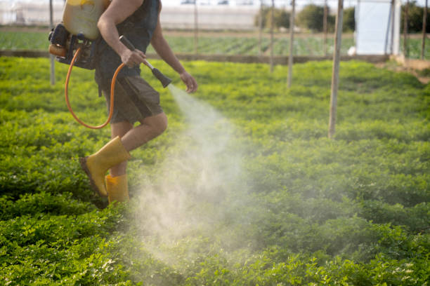 Best Ant Control Services  in Island Heights, NJ